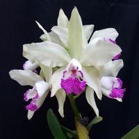 Oakwood Orchids(@OakwoodOrchids) 's Twitter Profile Photo