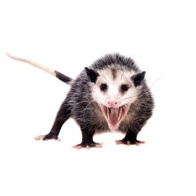 Opossums are people too.