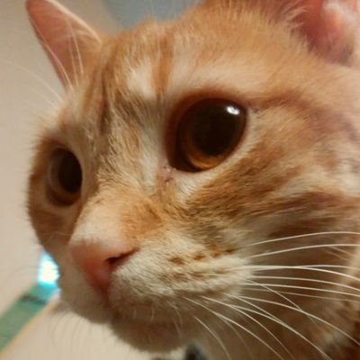 YQKPQTu6NmlYyDn's profile picture. 🎌日本の未来が少しでも良くなる様に願う今日この頃、少しでも多くの人に危機感持って貰える様に情報拡散中！
皆で声を上げればきっと良くなる…

元隠れ参政党支持者です🟠
今は堂々と応援してます✨🎌✨