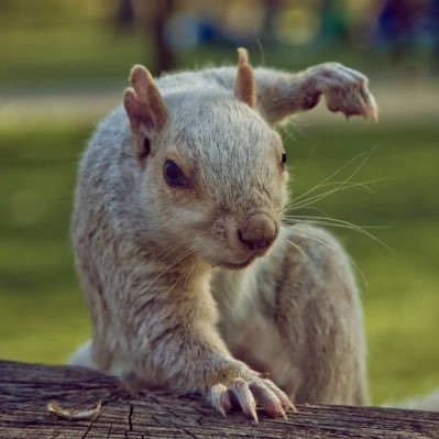 NicoRiqo's profile picture. 🤔🙂😄😕☹️😔