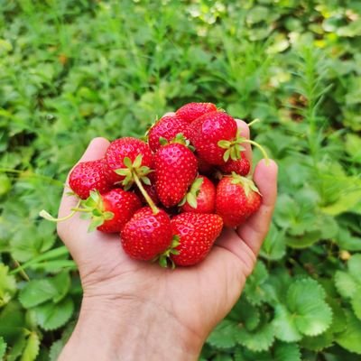 Tarım ve Orman Bakanlığında Yüksek Mühendis 🌾🍀🌱