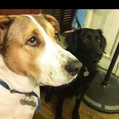 AMO A MIS 2 BBS DE 4 🐾🐾, NAHUEL Y LEYLA.
SOY DE LA HERMOSA TIERRA COLORADA. 🍀🍀
AMO A LOS ANIMALES.
🌊🌊🌊 🌊.
NO CREO EN NINGÚN GOBIERNO.