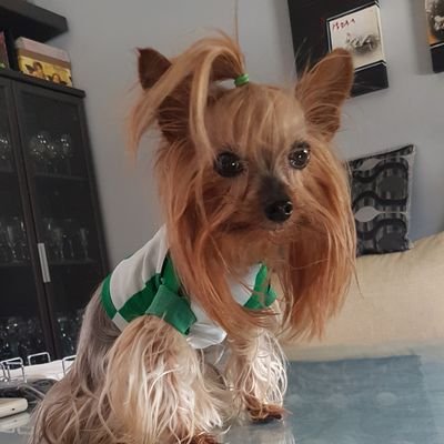De la ciudad de su Majestad el Real Betis Balompie.
Hijo adoptivo asturiano.
