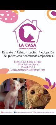 Fundación de rescate de gatitos especiales