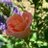 Mag—-nificent-—— **Maggie