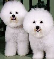 Bichon Frise information and tips for Bichon Frise owners.