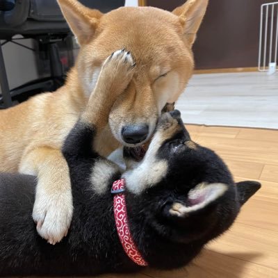 otentou_Shiba Profile Picture