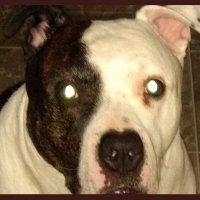 Tony (@tony_sarluca) 's Twitter Profile