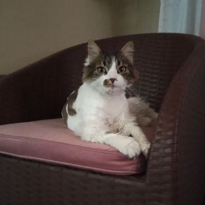 once_pi's profile picture. La República es lo opuesto al corporativismo corrupto - E. Carrió 🇦🇷