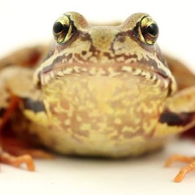 Chevronie2's profile picture. 