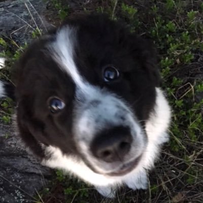 MrPickles1031's profile picture. subscribe to me on YouTube https://t.co/sOHj8M2Tgg