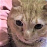 GoldencatNar's profile picture. 画像のなぁたん( 本名 涙)は、某都立公園で保護。お月様に帰った うさぽんびーすけの生まれ代り。オイラ身心障害者 以前里親会に参加 譲渡会出すまで、人馴れさせる為お預かりボランティアしてました。婿入り 嫁入り 数十にゃんっす。  結構武闘派 でも前科者では無いっす。ヤク嫌う🐱なので有ります。