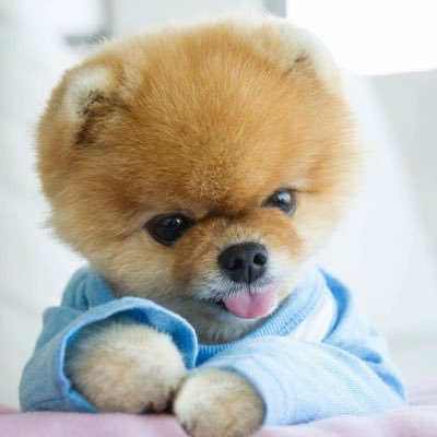 RostellSpringf2's profile picture. 