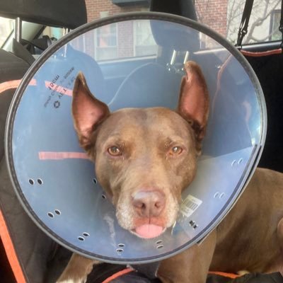 ComradeDrogs's profile picture. "A candle is an object which can excite the female genitals" – Sigmund Freud, The Interpretation of Dreams (1899).