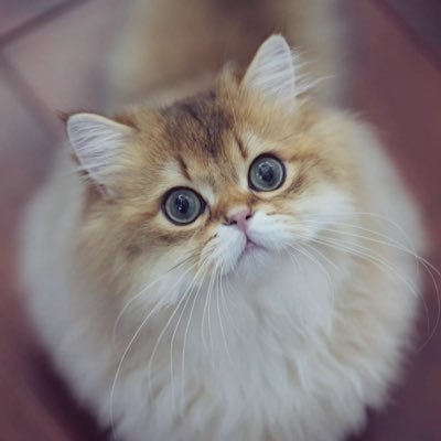 panglezouniさんのプロフィール画像