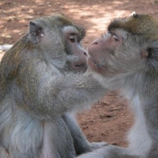 Action for Primates campaigns on behalf of non-human primates worldwide.