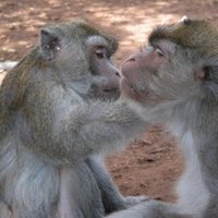 Action for Primates(@Action4Primates) 's Twitter Profile Photo