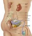 Find out mre informations about Prostate Cancer here