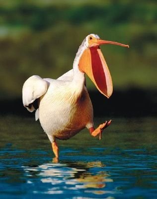 Disgruntled-Pelican Profile