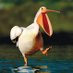 Disgruntled-Pelican (@d_pelican1) Twitter profile photo Disgruntled-Pelican (@d_pelican1) Twitter profile photo