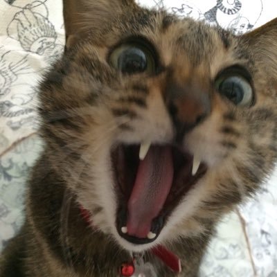 好き→ミリシタとデッドバイデイライト。担当は静香、エミリー、美也、千鶴、環、ひなた、歌織、紬、琴葉、雪歩。副担当は可憐、育、亜利沙。推しは未来、翼、茜、歩、紗代子、奈緒、美奈子です。