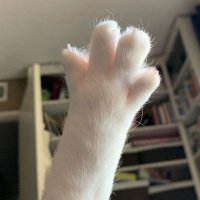 goodmeow4u (@itsmewsen) 's Twitter Profile Photo goodmeow4u (@itsmewsen) 's Twitter Profile Photo