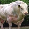 Stockrocker_ASX's profile picture. ASX Trader. Charting enthusiast. Position/Trend/Breakouts. No financial advice given please DYOR as at least 50% of what I bought has been losing trades