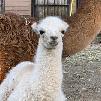 Sj97K6MgUMEhb5s's profile picture. 生主なったもんでねよろしくどうぞ