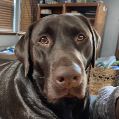I am mom to 2 beautiful labs named Bailey and Samantha and one naughty Min Pin named Max.  We love making friends with all the amazing doggies on Twitter.