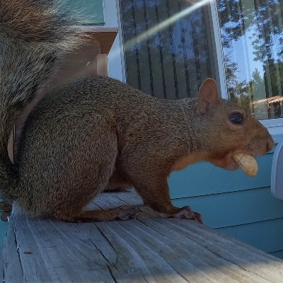 aliltinyolive's profile picture. I make a lot of pizza