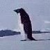 黒ペンギンさんのプロフィール画像