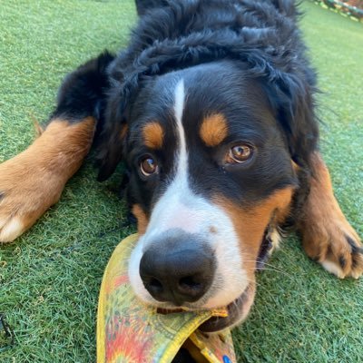 KameRikuto's profile picture. 