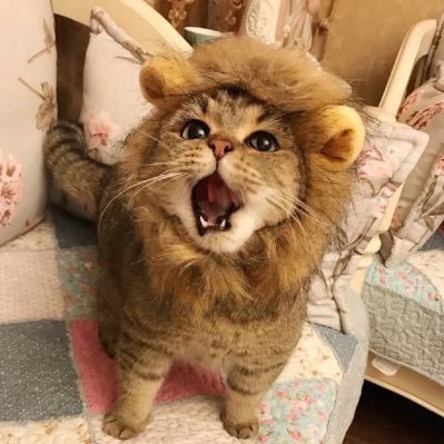 動物の館🐾のプロフィール写真