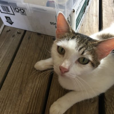 Hi I'm Misty I'm 100% Diva grooming myself 24/7 and having a temper somedays i am Mom and Dads Furbaby i want to make friends and be more social