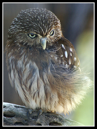 Strigidaeblog's profile picture. I am fascinated by any new tips about interesting musings on nutrition and alternative therapies. I also make money online and am always educating myself.