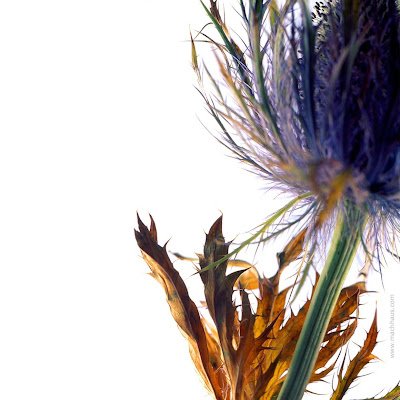 ElahePoodine's profile picture. airdrop. trader.