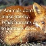 Simplement Amoureuse inconditionnelle des #animaux #GoVegan  #CirqueSANSAnimaux  #StopCorrida  #StopVivisection #AdoptezNachetezPas #Cathare  🦊🐶🐱🐵🦝