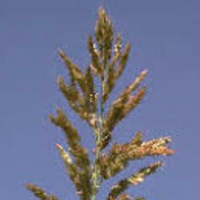 SorgoDeAlepo's profile picture. 