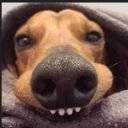 odie (@odiestate) Twitter profile photo