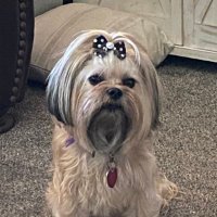 Mama Coconut(@Bubbatsgirl) 's Twitter Profile Photo