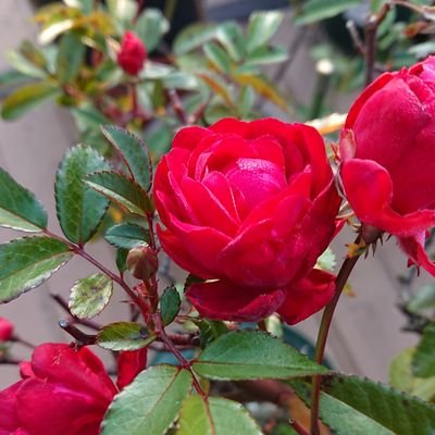 toritorichan515's profile picture. 趣味は園芸と編み物🧶     水族館・鳥好き/でも飼ってるのは猫10匹