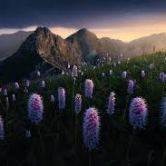 NimeshaMaduwan5's profile picture. 