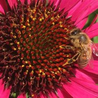 WildGardener(@WildGardener101) 's Twitter Profile Photo