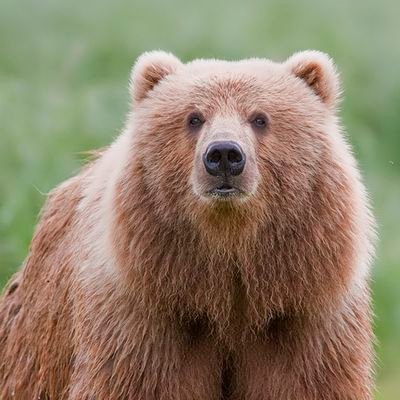 SteelKodiak's profile picture. Investor 💰 | Fitness Journey 🏃♂️ | Outdoor Enthusiast 🏕 | Hobby Side Business Owner to keep me sane |