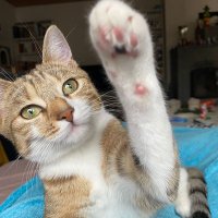 Ani (@a_n_ii) 's Twitter Profile