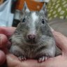 suzuno_tora's profile picture. 人生の八割くらい風邪引いてる超病弱クリエイター。シルバーと同居中。 ◆🐭あずまる→2017/3末生まれ〜2021/8/11。5/9お迎え。◆🐭すもも→2017/6生まれ〜2024/12/30。8/4お迎え🐭すず（りん）→2022/3生まれ~2025/1/31。6/30お迎え。🐭→2025/3生まれ。4/27お迎