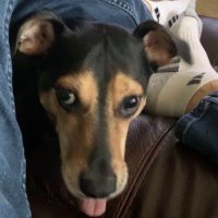 Whitey Vangelical (@ke51408334ace) 's Twitter Profile