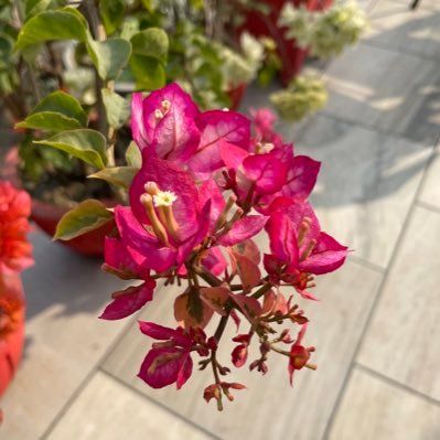 arpitaeron's profile picture. 