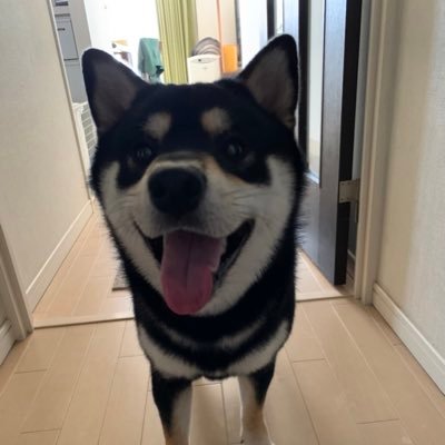 子供の時からの念願の柴犬と暮らす。戦争反対！