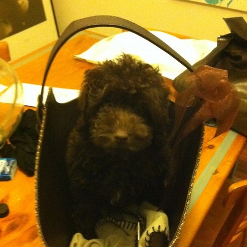 NoodleSchnoodle's profile picture. 